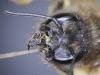 Osmia bicornis